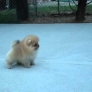 8 Week Old Pomeranian Puppy Playing.