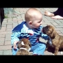 Boxer puppies and baby