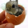 Bunny in an eggshell