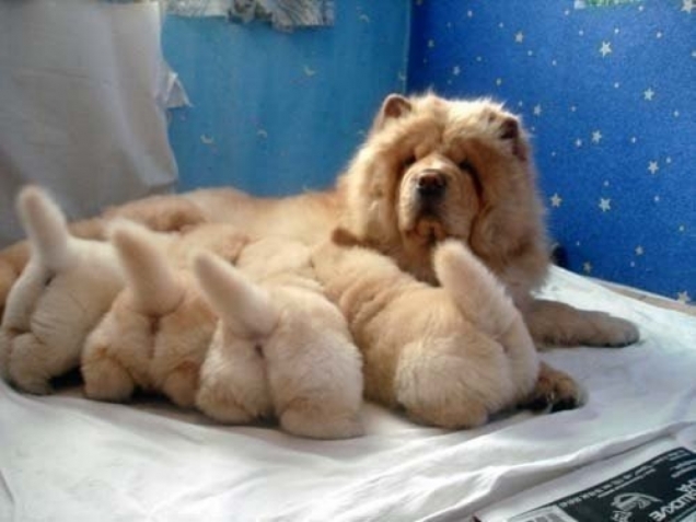 Fluffiness overload