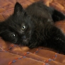 Cutest black kitten