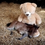 Baby horse sleeps with giant teddy bear
