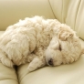 Curly furball poodle