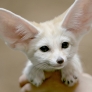 Cute white fennec fox