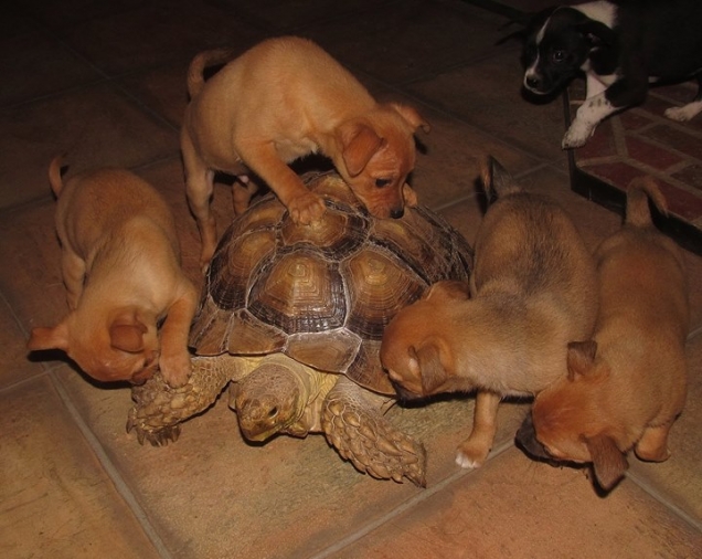 Curious puppies discovering a turtle