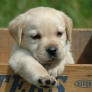 Labrador retriever in a box