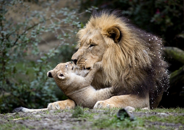 Lion parenting
