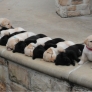 Puppies black white
