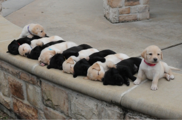 Puppies black white