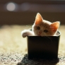 Tiny kitten in a box