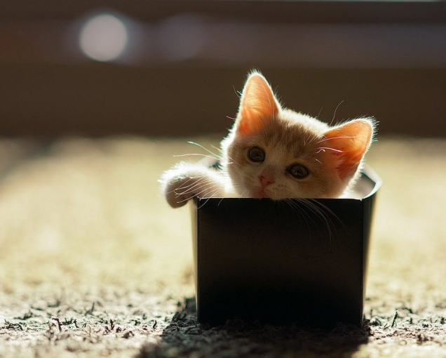Tiny kitten in a box