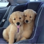 Brothers on a road trip