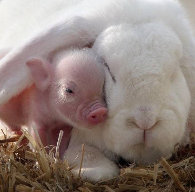 Teacup pig snuggles under the ear of a rabbit