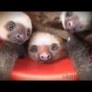 Bucket of sloths