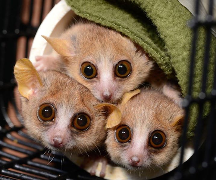 Some mouse lemurs - Teh Cute