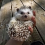 Happy little smiling hedgehog