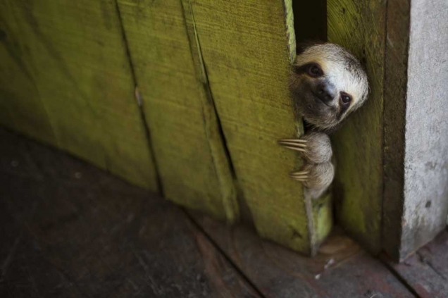 Peeping sloth