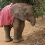 Baby elephant sucking his trunk